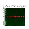 Recombinant beta Tubulin Antibody