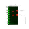Recombinant HA tag Antibody