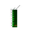 Recombinant Insulin Antibody