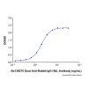 Goat Anti-Rabbit IgG H&L Antibody - by