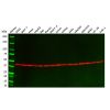 beta Actin Mouse mAb - Primary antibody by