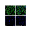 Goat Anti-Mouse IgG H&L (FITC)