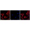 Goat Anti-Mouse IgG H&L (TRITC)