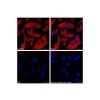 Goat Anti-Mouse IgG H&L (Cy5)