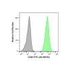 Recombinant CD20 Antibody (FITC)