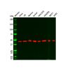 Goat Anti-Rabbit IgG H&L (HRP)