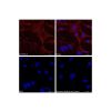 Goat Anti-Rabbit IgG H&L (TRITC)