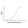 Rabbit IgG - Isotype Control Antibody  ＞95% by
