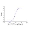 Goat IgG - Isotype Control Antibody  ＞95% by