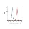 Mirzotamab (anti-CD276)