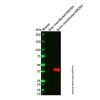 Sumo tag Mouse mAb - by