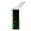 Sumo tag Mouse mAb - by