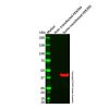 Sumo tag Mouse mAb - by