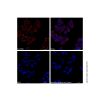 Goat Anti-Mouse IgG H&L (Cy3) (Ready to use)