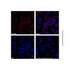 Goat Anti-Rabbit IgG H&L (Cy3) (Ready to use)