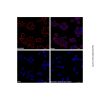 Goat Anti-Mouse IgG H&L (TRITC) (Ready to use)