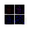 Goat Anti-Rabbit IgG H&L (Cy5) (Ready to use)