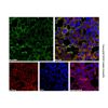 Goat Anti-Rabbit IgG H&L (FITC) (Ready to use) - by Aladdin Scientific