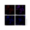 Goat Anti-Human IgG (Cy5) (Ready to use) - by Aladdin Scientific