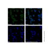 Goat Anti-Human IgG (FITC) (Ready to use) - by Aladdin Scientific