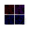 Goat Anti-Human IgG (TRITC) (Ready to use) - by Aladdin Scientific