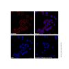 Goat Anti-Human IgG (APC) (Ready to use) - by Aladdin Scientific