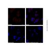 Goat Anti-Mouse IgG H&L (AF594)