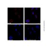 Goat Anti-Mouse IgG H&L (AF647)