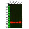 NQO1 Mouse mAb - by