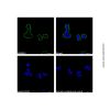 Goat Anti-Mouse IgG H&L (AF488) (Ready to use)