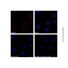Goat Anti-Mouse IgG H&L (AF568) (Ready to use)