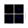 Goat Anti-Mouse IgG H&L (AF594) (Ready to use)