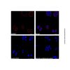 Goat Anti-Mouse IgG H&L (AF647) (Ready to use)