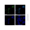 Goat Anti-Rabbit IgG H&L (FITC) (Ready to use) - by Aladdin Scientific