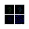 Mouse Anti-Human IgG (FITC)