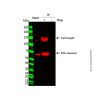 Flag-tag Protein IP Assay Kit (Nanobody Magnetic Beads Method)