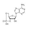 Adenosine 3',5'-Cyclic Monophosphate(3',5'-cAMP) - Moligand™, ≥99%, CAS No. 60-92-4 by