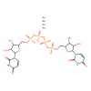 Diquafosol Tetrasodium, Pyrimidinergic receptor P2Y4 agonist