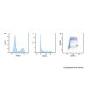 EdU Cell Proliferation Detection Kit (AF488)