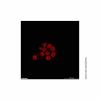 Ethidium Homodimer-I (EthD-I) - BioReagent,Biological Stain,for fluorescence analysis,for microscopy,≥95% CAS No(61926-22-5) E598380 by Aladdin Scientific
