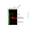 Immunoprecipitation Kit (Protein A Agarose Gel)