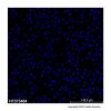 Hoechst 33258 staining solution - BioReagent, Biological Stain, Biological dye grade, Suitable for Immunofluorescence(IF), for fluorescence analysis, for cell culture, for microscopy, ready-to-use, 1.0 mg/mL in H₂O CAS No(23491-45-4) by Aladdin Scientific