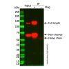 Mouse IgG Agarose - M748148 by Aladdin Scientific
