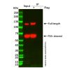 UltraBio™ Mouse IgG Magnetic Beads - M751561 by Aladdin Scientific
