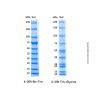 Unstained Protein MW Marker (10-235kDa) - for western blot, suitable for electrophoresis, 10-235kDa; 10/ 15/ 20/ 25/ 35/ 50/ 70/ 100/ 150/ 235kDa  by Aladdin Scientific