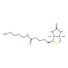 N-(4-Aminobutyl)-5-((3aS，4S，6aR)-2-oxohexahydro-1H-thieno[3，4-d]imidazol-4-yl)pentanamide