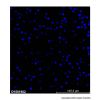 Hoechst 33342 Staining Solution