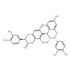Procyanidin B5