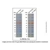 Tricolor Prestained Protein MW Marker (9-180kDa) - for western blot, suitable for electrophoresis, 9-180kDa; 9 Green/ 16 Blue/ 25 Blue/ 30 Blue/ 38 Blue/ 50 Blue/ 64 Orange/ 85 Blue/ 125 Blue/ 180 Blue kDa  by Aladdin Scientific