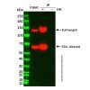 UltraBio™ Anti-HA Agarose